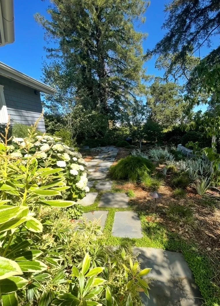 Flagstone stepping path set in green groundcover beside ornamental grasses