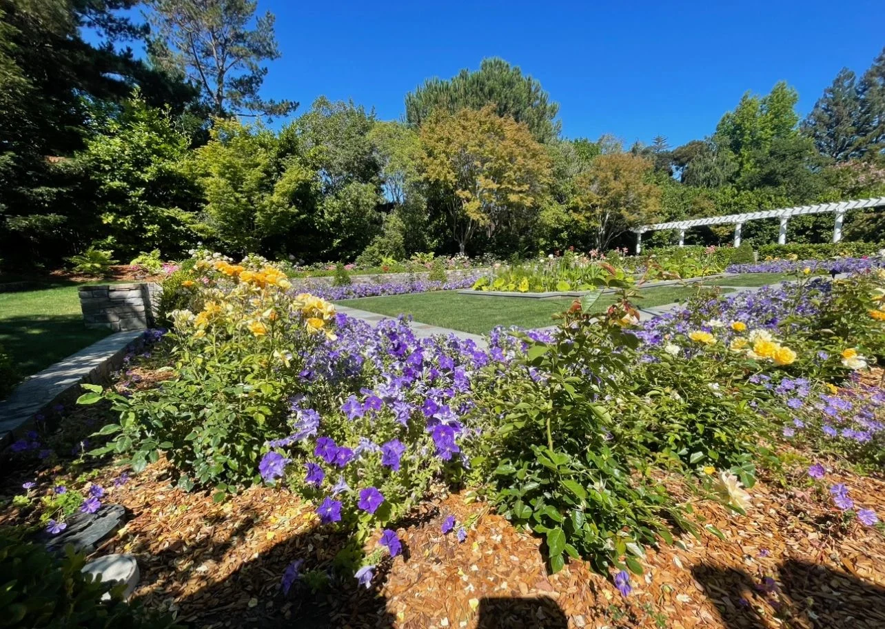 Broad garden beds filled with white, purple, and yellow flowers beside a lawn