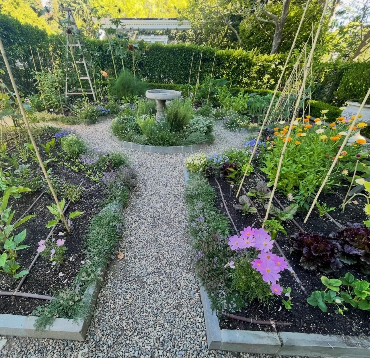 Gravel garden paths winding through flowering beds and clipped hedges