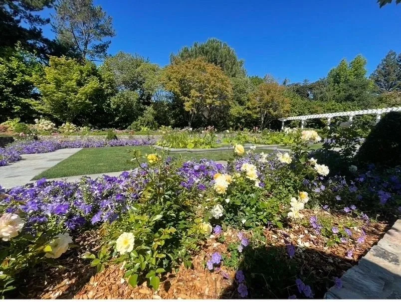 Formal garden with yellow roses, purple groundcover, lawn, and a white pergola