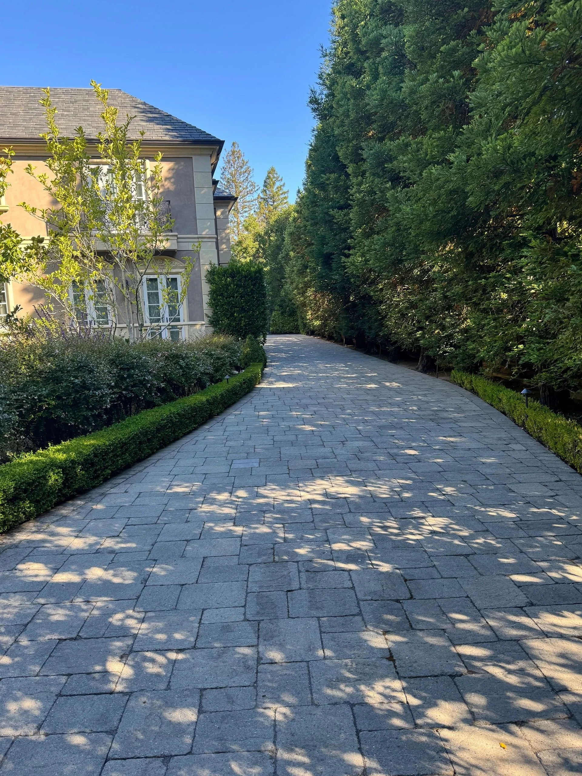 Long paved driveway bordered by a tall clipped hedge