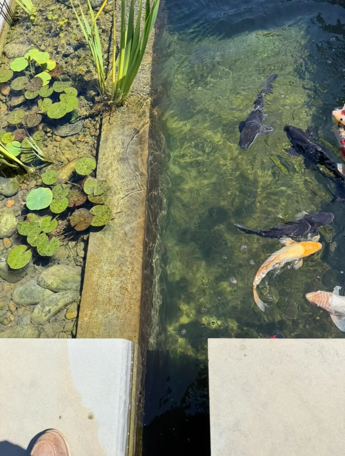Koi swimming beneath lily pads beside a stone pond edge