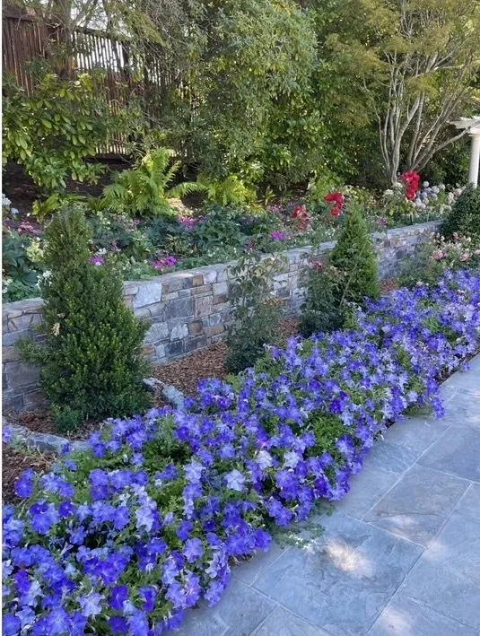 Layered flower garden rising above a low stone retaining wall