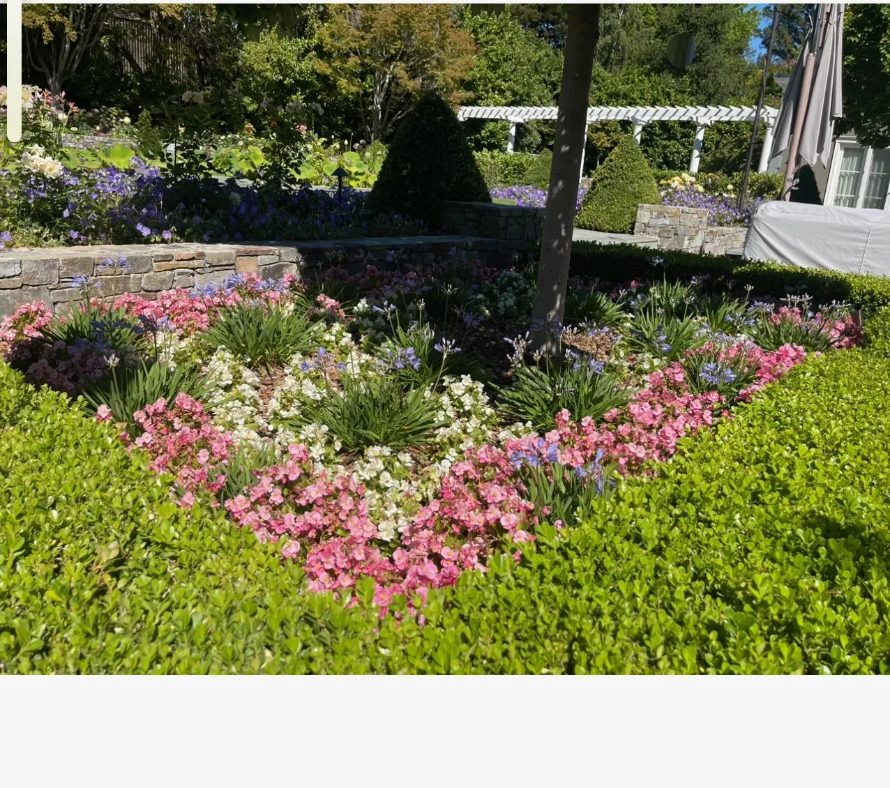 Layered pink flowering plants beside clipped hedges and a lawn