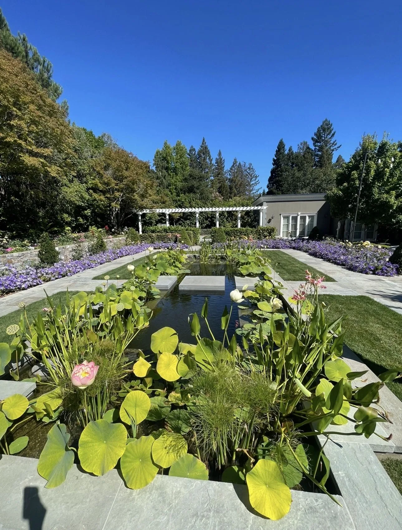Close view of a fish pond planted with lilies and tall aquatic foliage