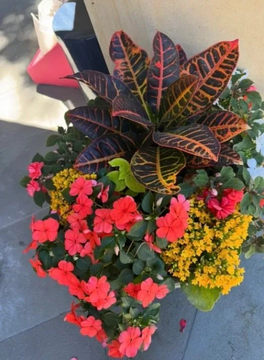 Colorful potted garden arrangement with croton, impatiens, and kalanchoe