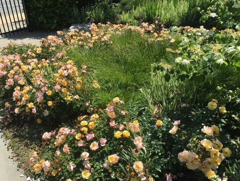 Soft pink roses planted in a dense garden border
