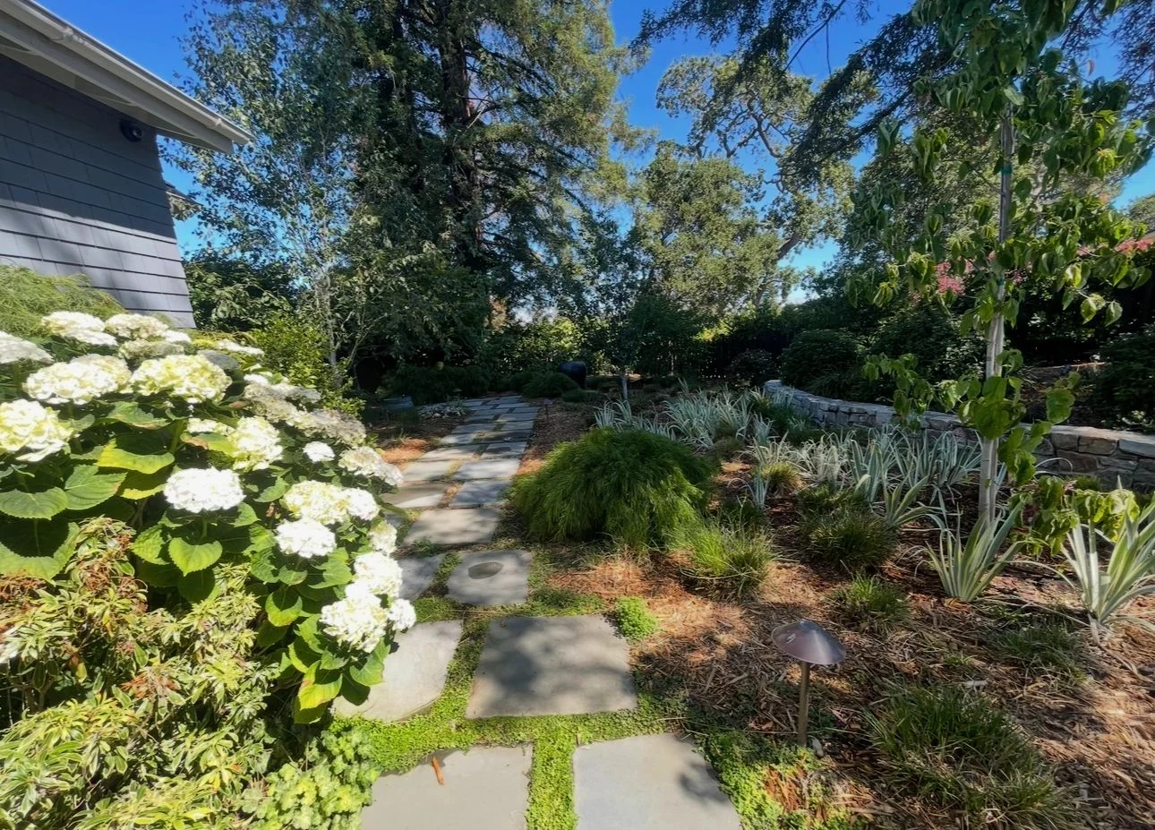 Serene garden pathway surrounded by lush greenery and blooming white flowers
