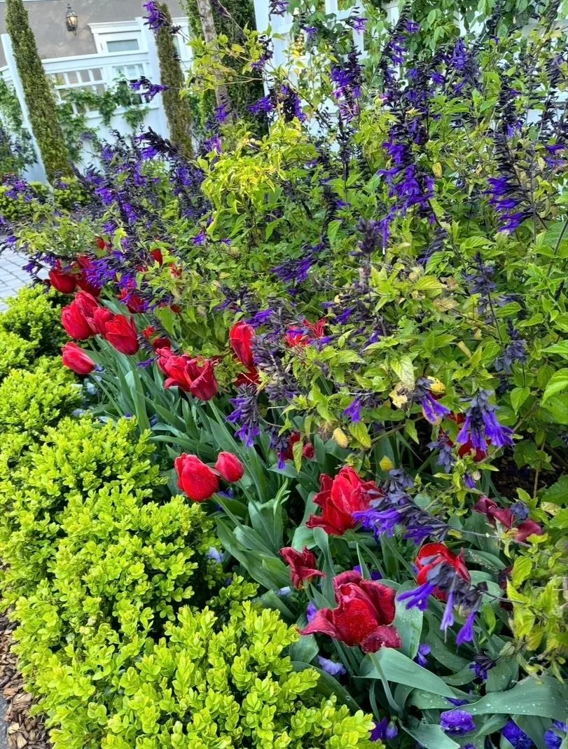 Layered flower bed with red tulips, purple salvia, and chartreuse shrubs