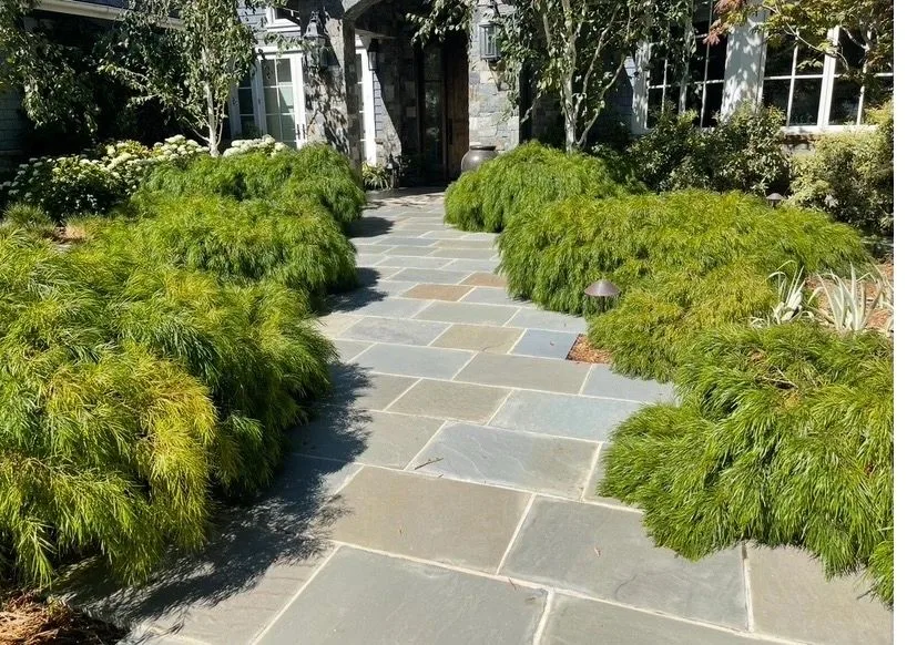 Stone path framed by dense green ornamental grasses
