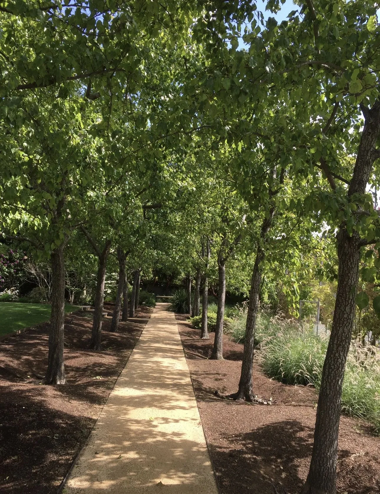Straight garden path passing beneath a shaded line of mature trees