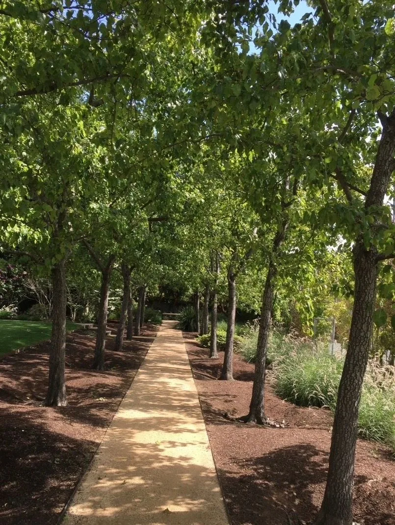 Straight gravel path lined with trees forming a shaded tunnel