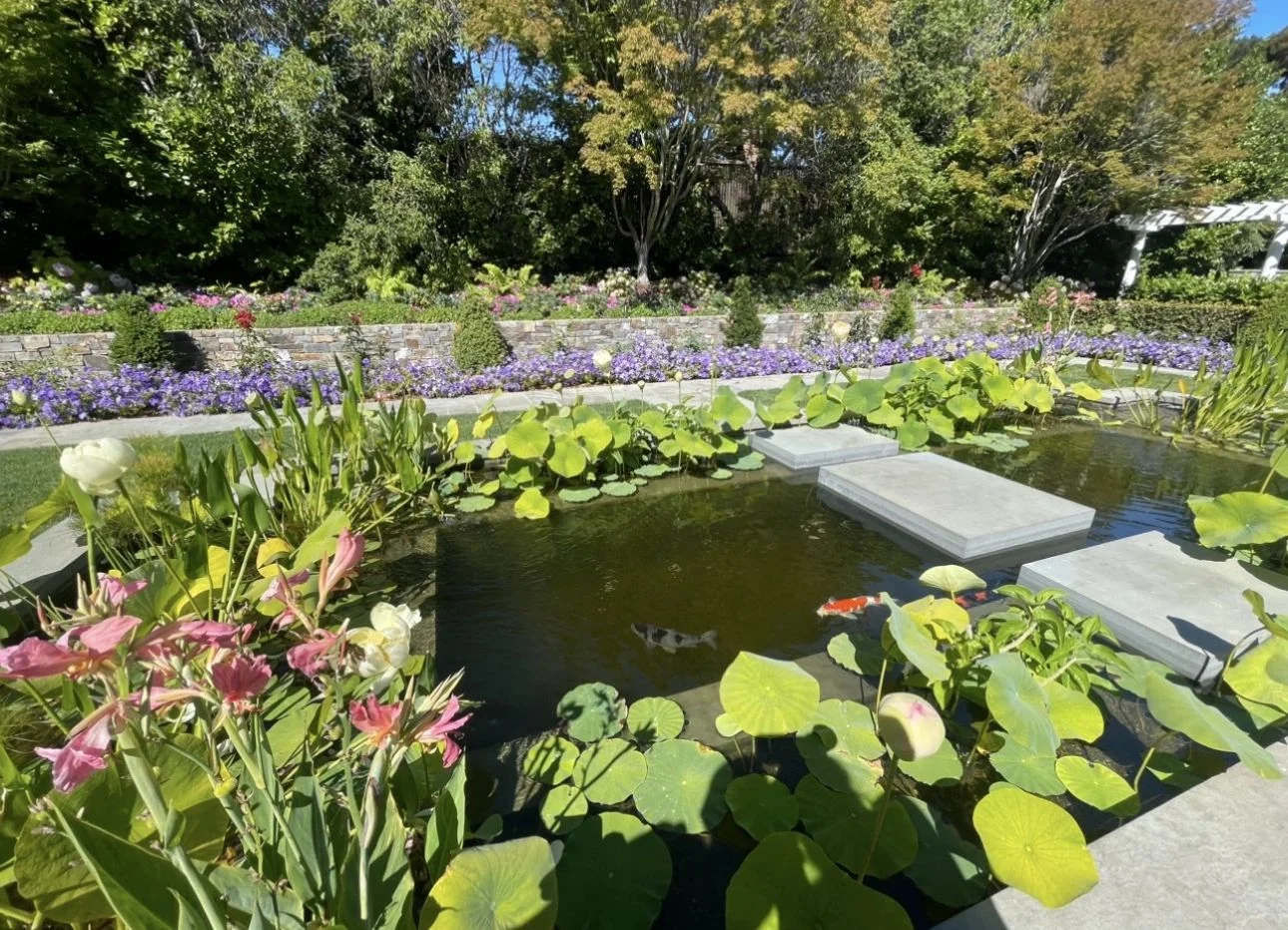 Rectangular garden pond filled with water lilies and flowering aquatic plants